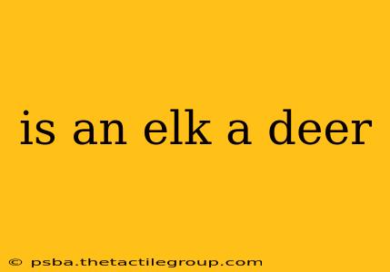 is an elk a deer