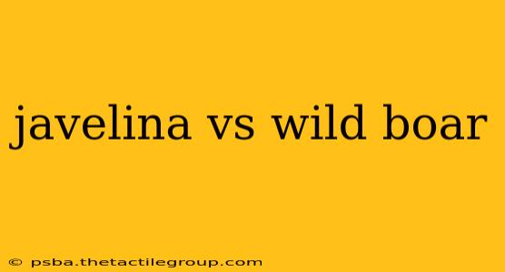 javelina vs wild boar