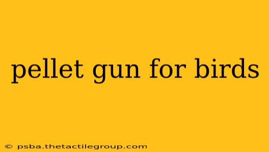 pellet gun for birds