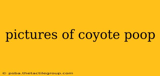 pictures of coyote poop