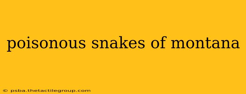 poisonous snakes of montana