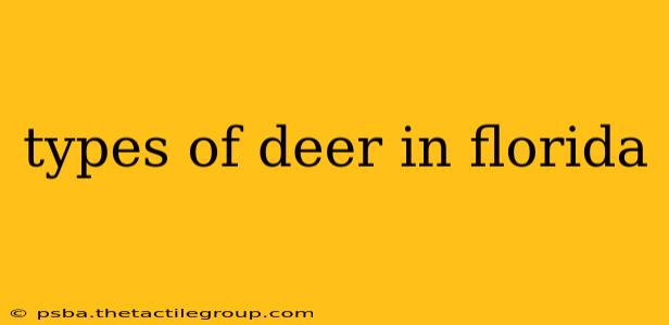 types of deer in florida