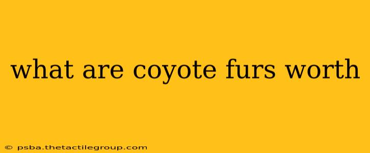 what are coyote furs worth