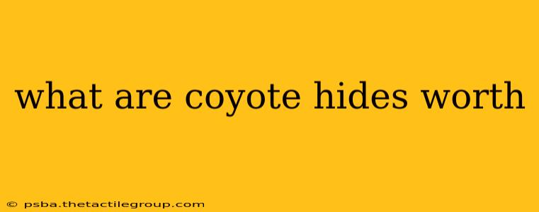 what are coyote hides worth