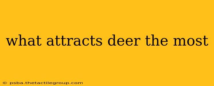 what attracts deer the most