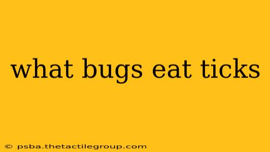 what bugs eat ticks