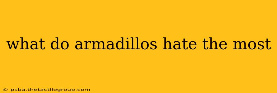 what do armadillos hate the most