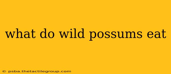 what do wild possums eat