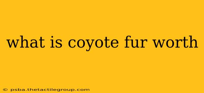 what is coyote fur worth