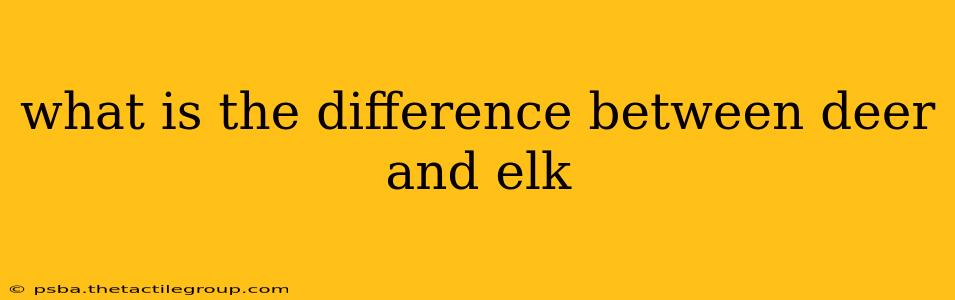 what is the difference between deer and elk