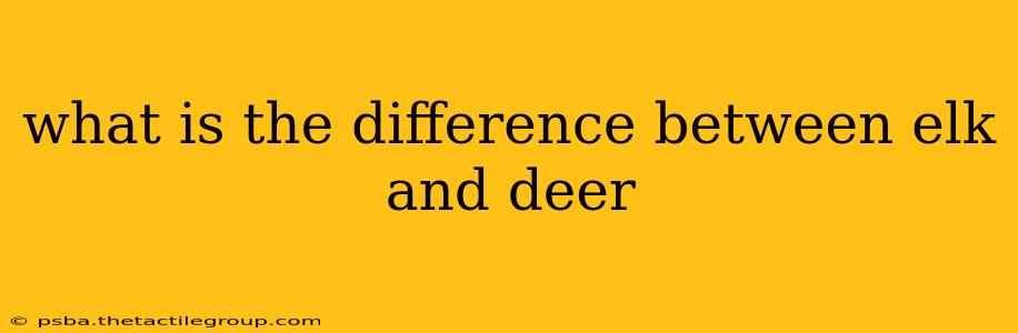 what is the difference between elk and deer