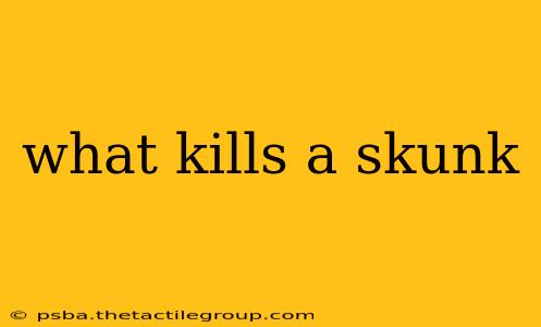 what kills a skunk