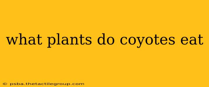 what plants do coyotes eat