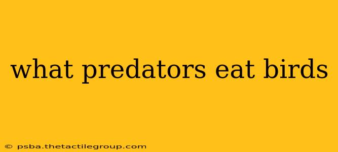 what predators eat birds