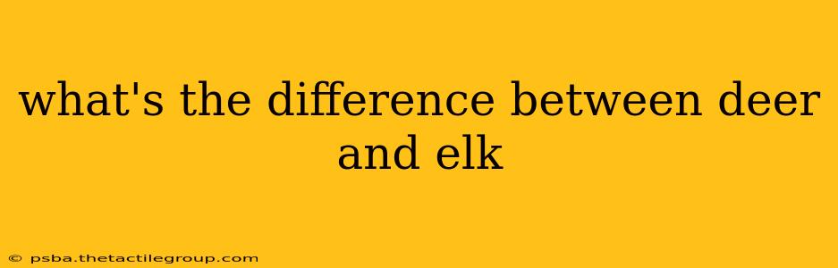 what's the difference between deer and elk