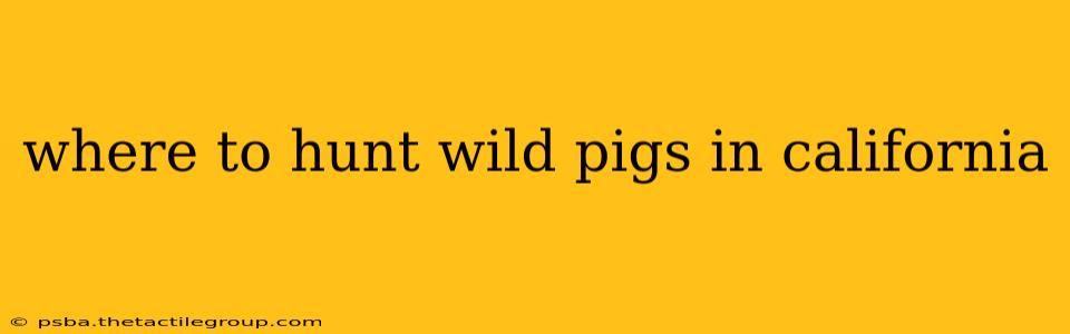 where to hunt wild pigs in california