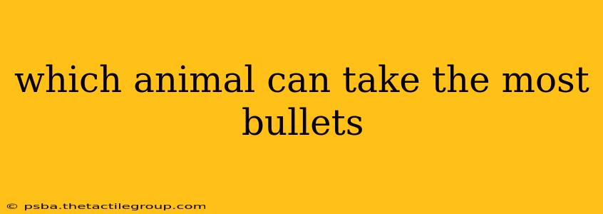 which animal can take the most bullets