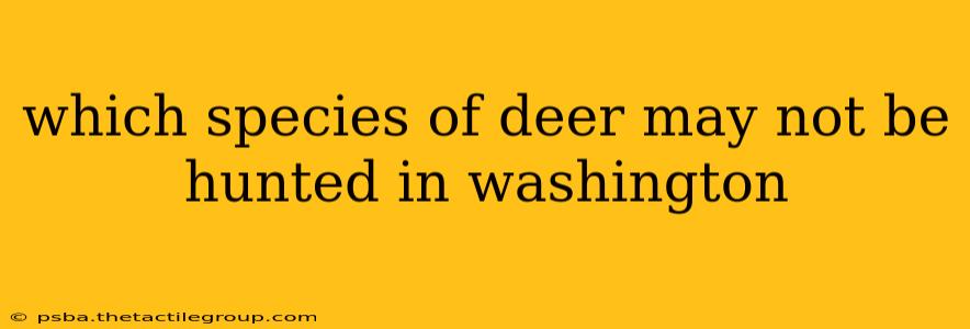 which species of deer may not be hunted in washington