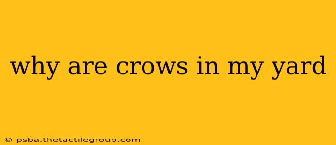 why are crows in my yard