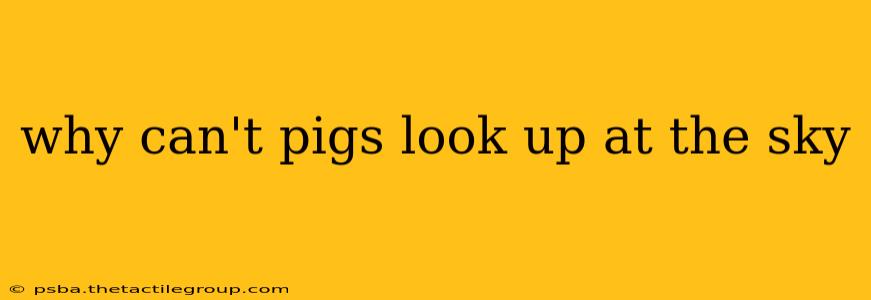 why can't pigs look up at the sky