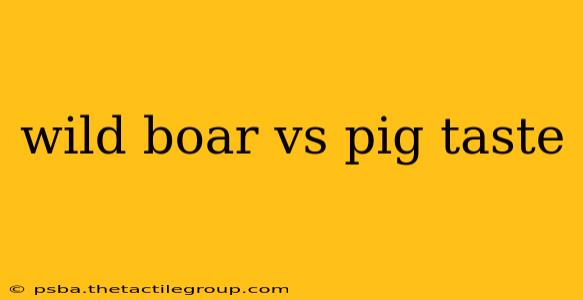 wild boar vs pig taste