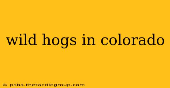 wild hogs in colorado