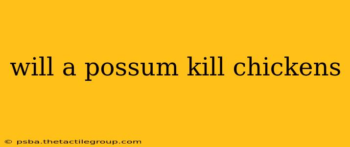 will a possum kill chickens