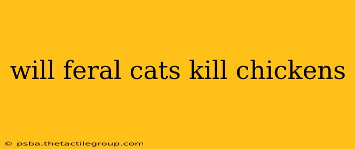 will feral cats kill chickens